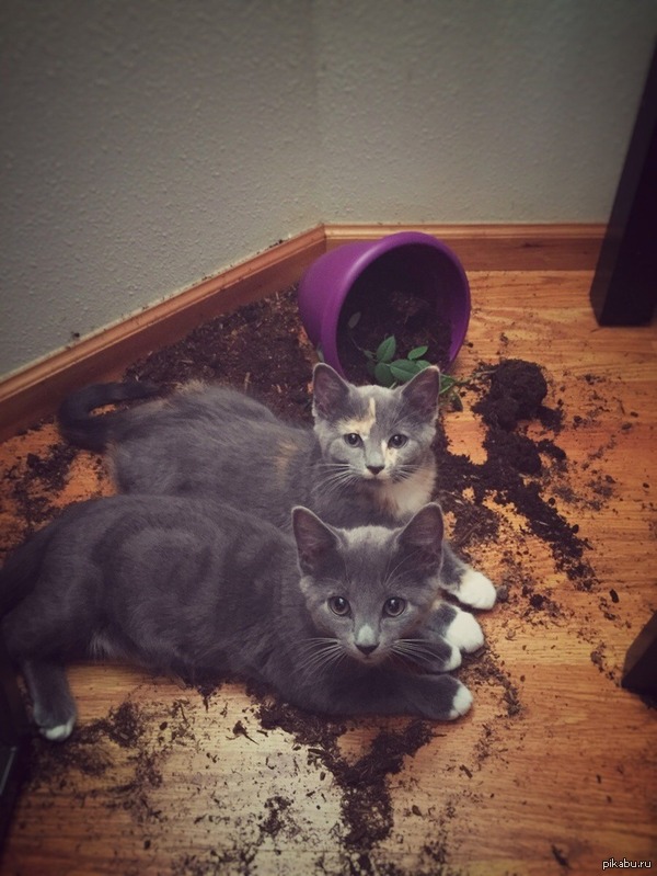 Улыбаемся и машем! Тогда нас не заподозрят!