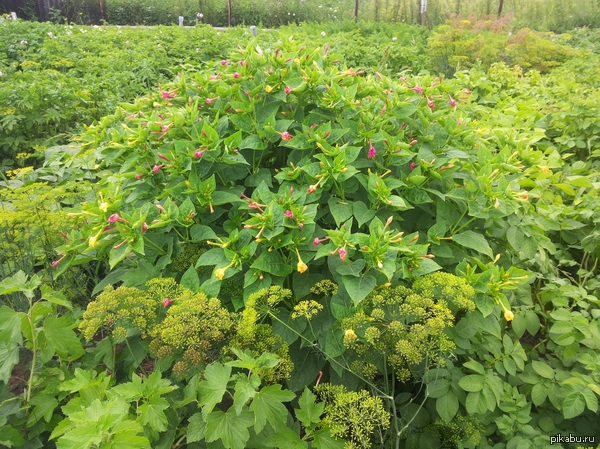 ��� ����� �������� ���� ������ � ������� � ��������