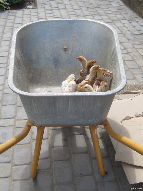 ���� � ���� �����, ����� �������� �������.