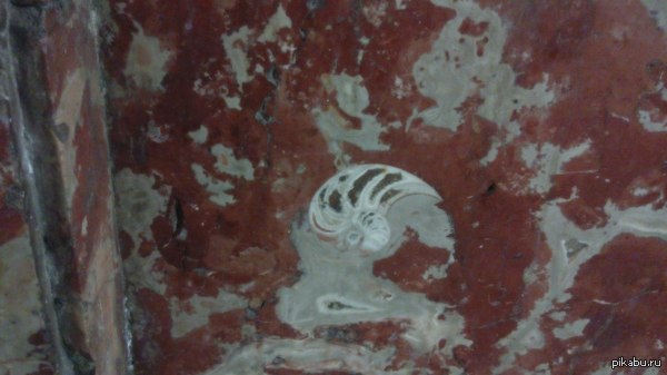 (Ископаемый моллюск). Аммонит в московском метро.