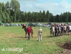 А русская баба справилась бы!