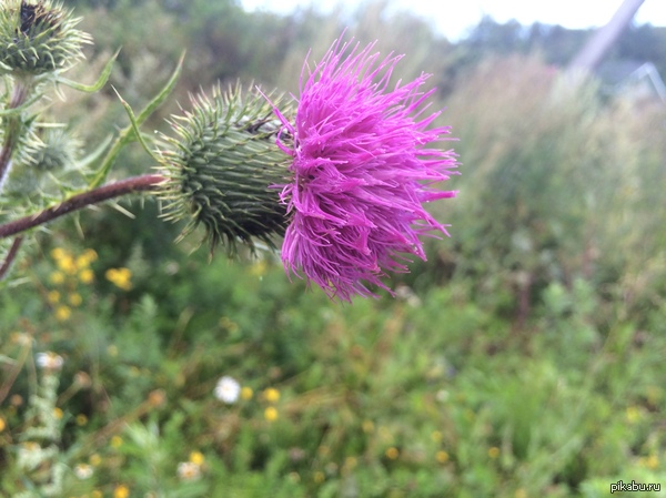 Друг детства из деревни