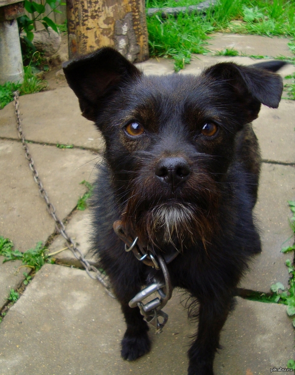 Антикотопост