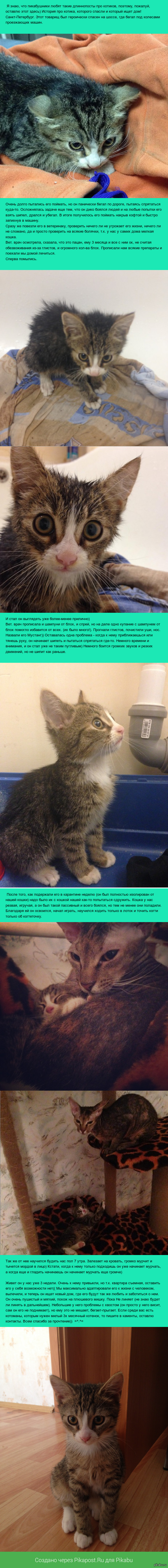 История одного спасенного котейки