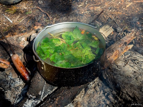 Аромат Тайги