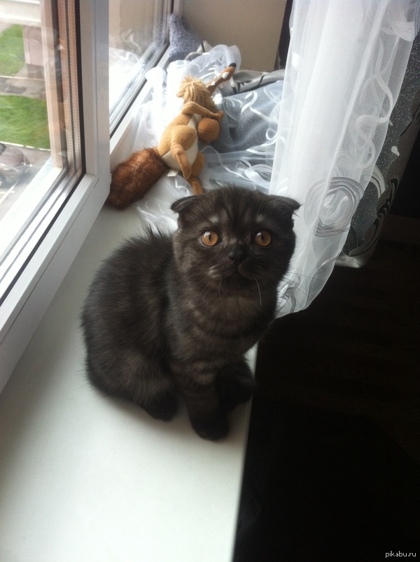 ��� ���������