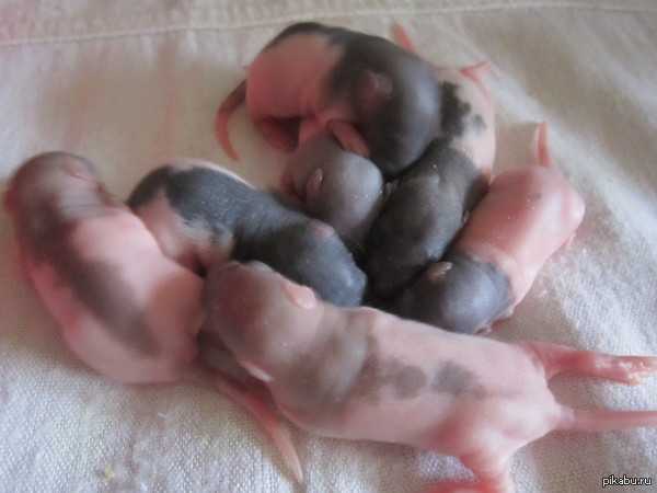 ��� ����� ������� �� ����� ������