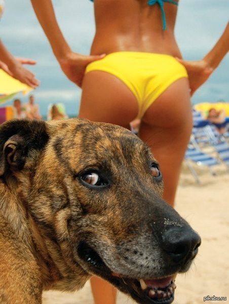 Youtube видео приколы. Собака в купальнике. Собака на пляже. Девушка и собака смешно. Пёс и девушки в купальниках.