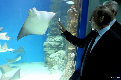 Привет, чуваааак!