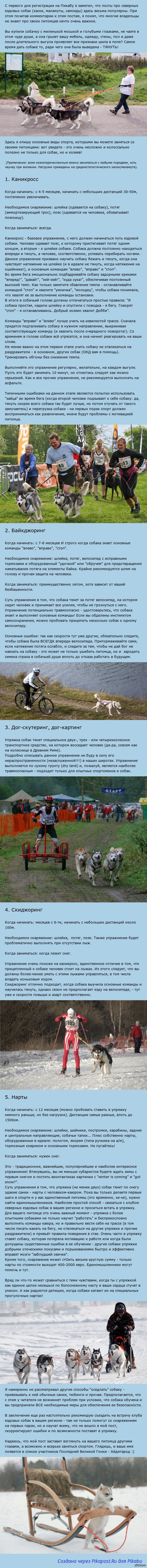 Собачий спорт