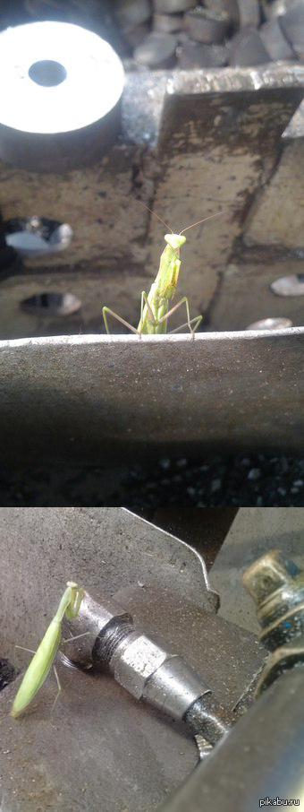 ��� ����� ���������� �� ������