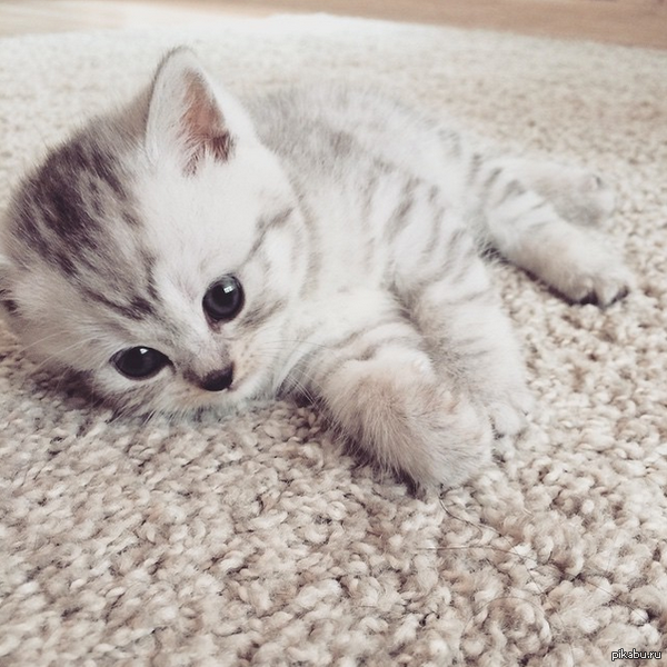 ����� ������������