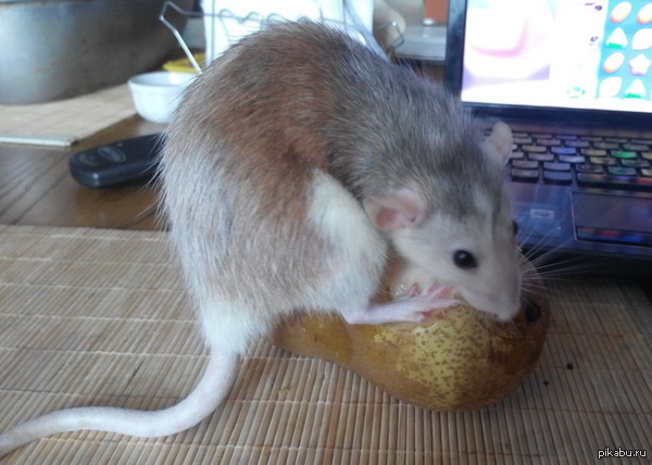 �� �-����� ������� ����� ����.