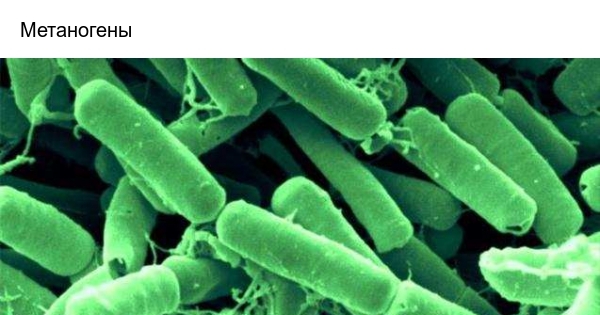 Метаногены. Бактерия Bacillus thuringiensis. Bacillus thuringiensis эндотоксин. Бактерии рода Bacillus. Bacillus thuringiensis tenebrionis.