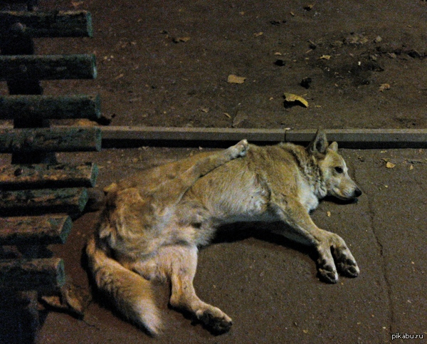 ��� ��� ������)