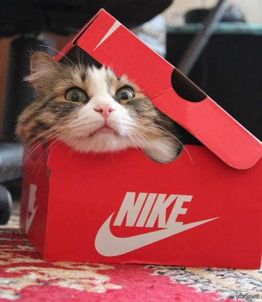 Кот найк. Кот в найке. Котик в найках. Коты Nike. Котик с Найкем.