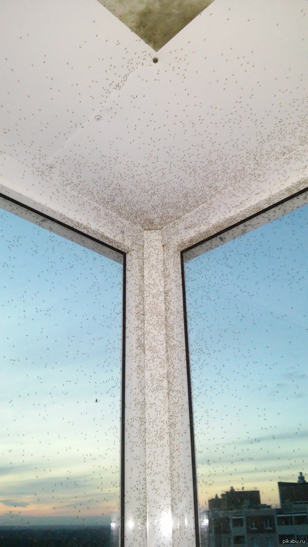 Мошки. Много. Очень много