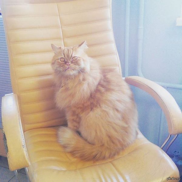 Коллега. Работает с нами только по пятницам, потом едет на дачу. Радует своими размерами (в 2-3 раза больше котов с моего двора) и взглядом