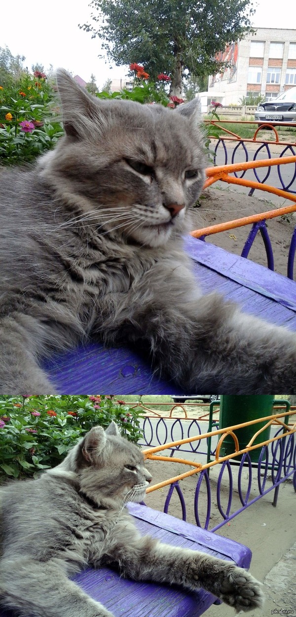 Котяра, повидавший жизнь