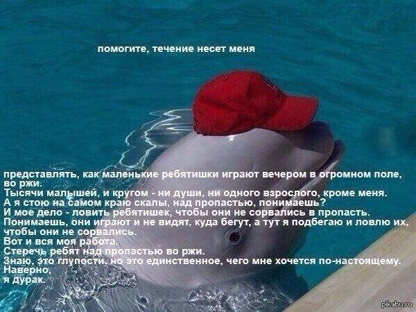 Красная кепка на дельфине | Пикабу