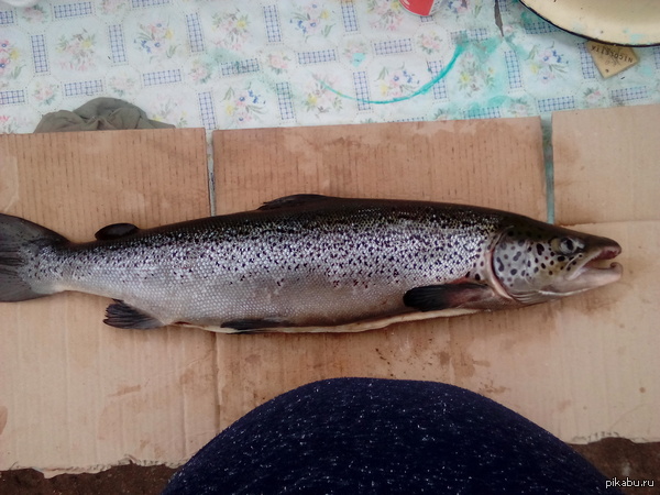 Небольшая семга и лунка в открытый космос