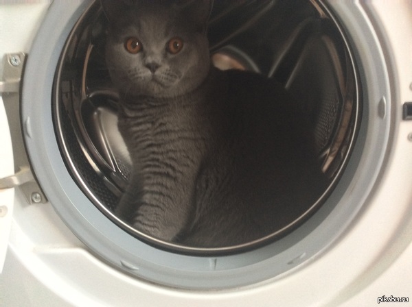 Like a lion in a cage - My, cat, , Washing machine
