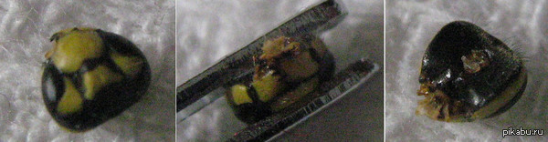 ��� ����� ��������� � ����� � �����������