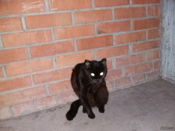 Найдено кисо! Омск. Сидит возле 5-го подъезда. Улицу специально не указываю - тот кто знает своего питомца - поймёт.