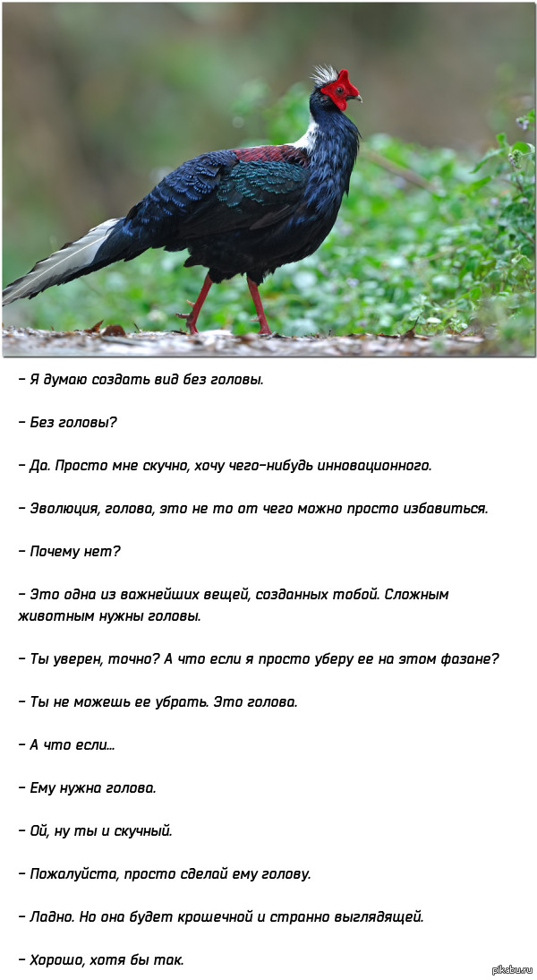 Эволюция, не в этот раз!