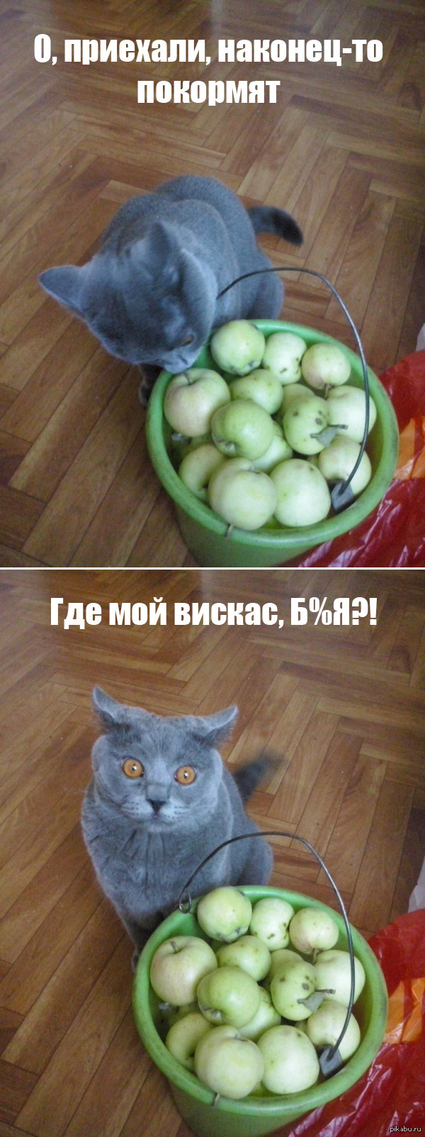 Уехали на день на дачу, кот проголодался :)