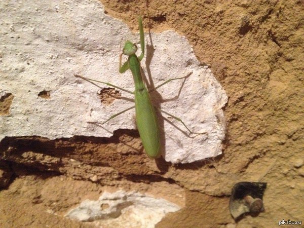 ������ ����������