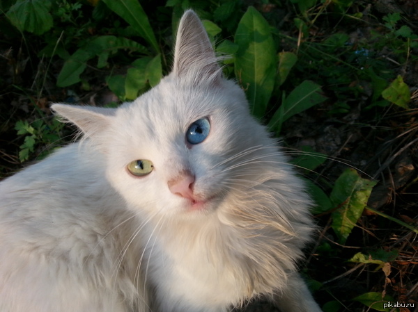 Just a beautiful yard cat - My, cat, Eyes, Rarity, Heterochromia