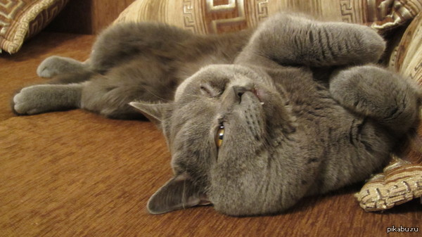 ������ ���� )))