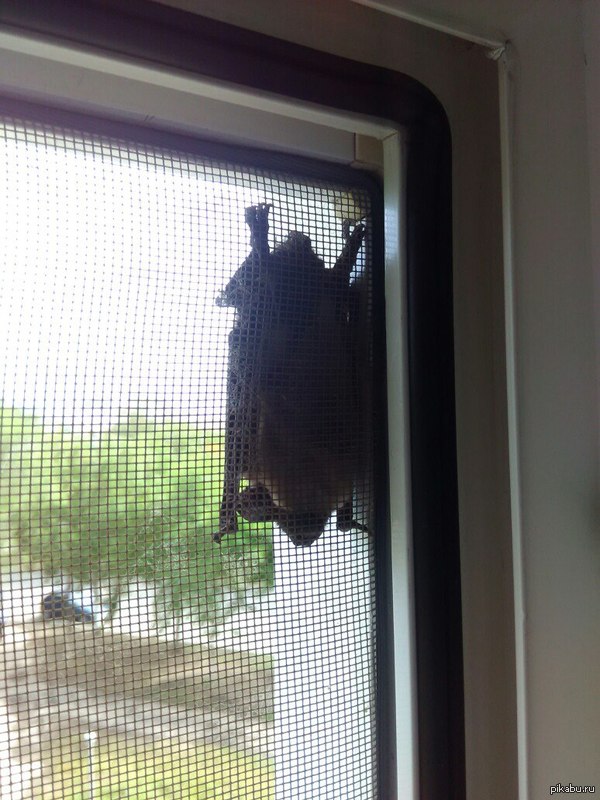 ������� ����� ���� �������� ������� ����