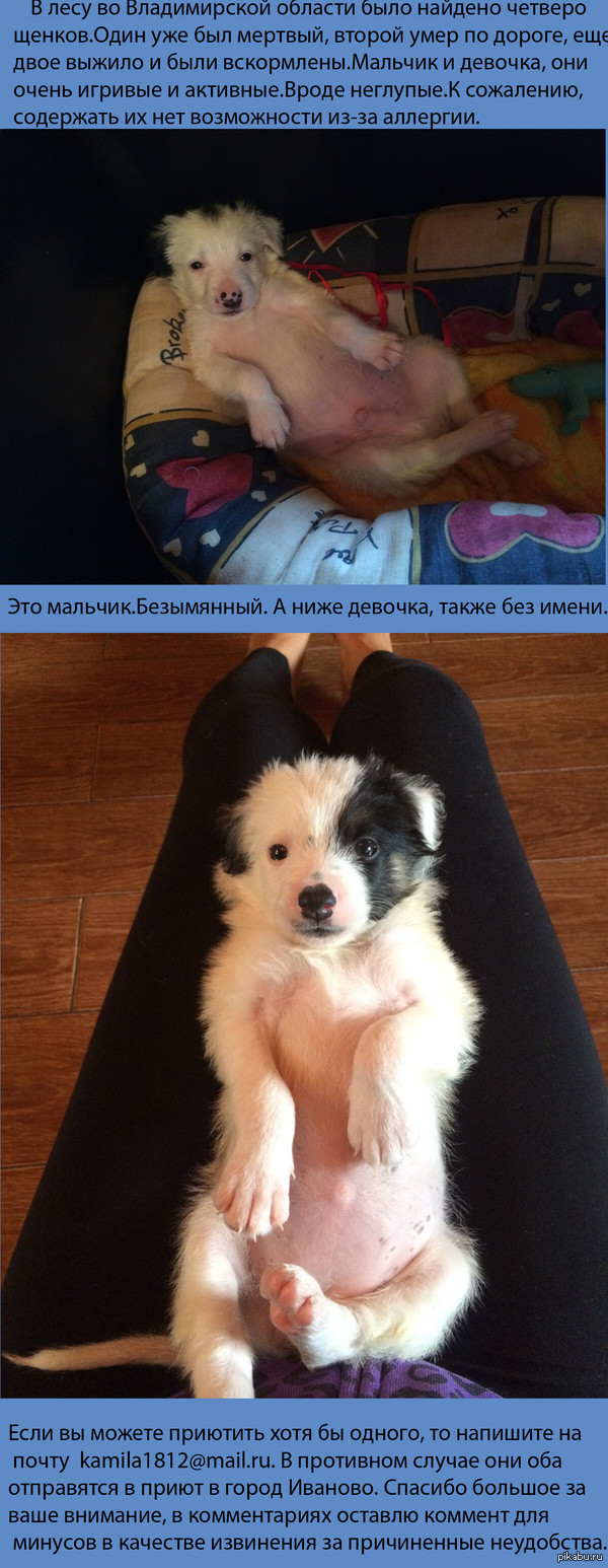 В доме нуждаются два щенка дворняжки