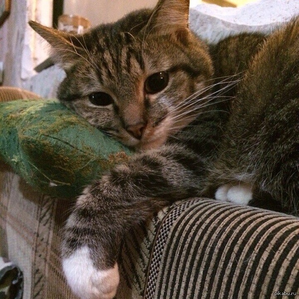 ������ ������