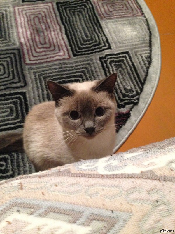 ������ ������� ������� �� ����