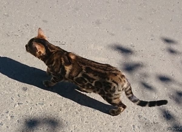 Необычно окрашенная шкурка котэ.