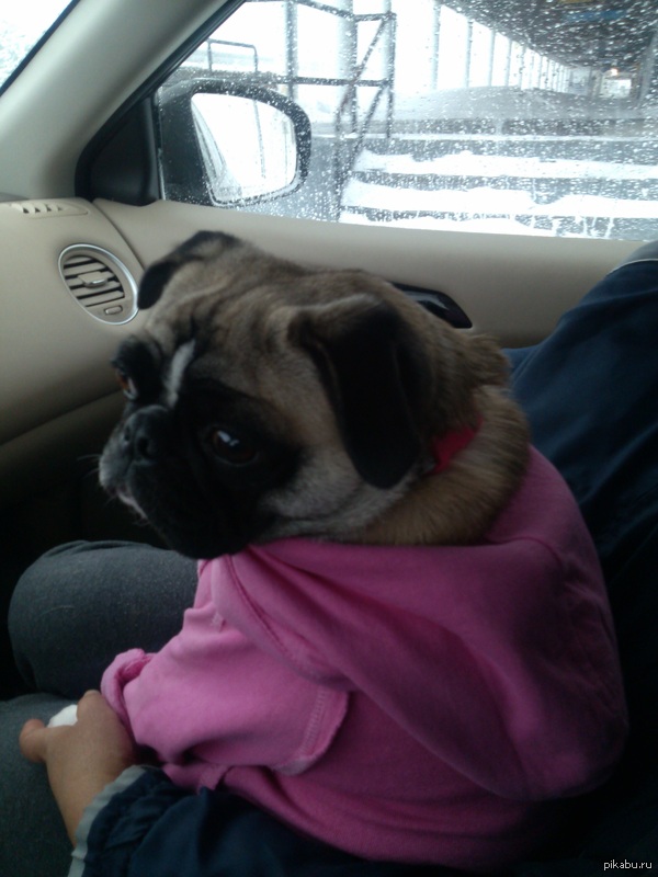 � ���� ������