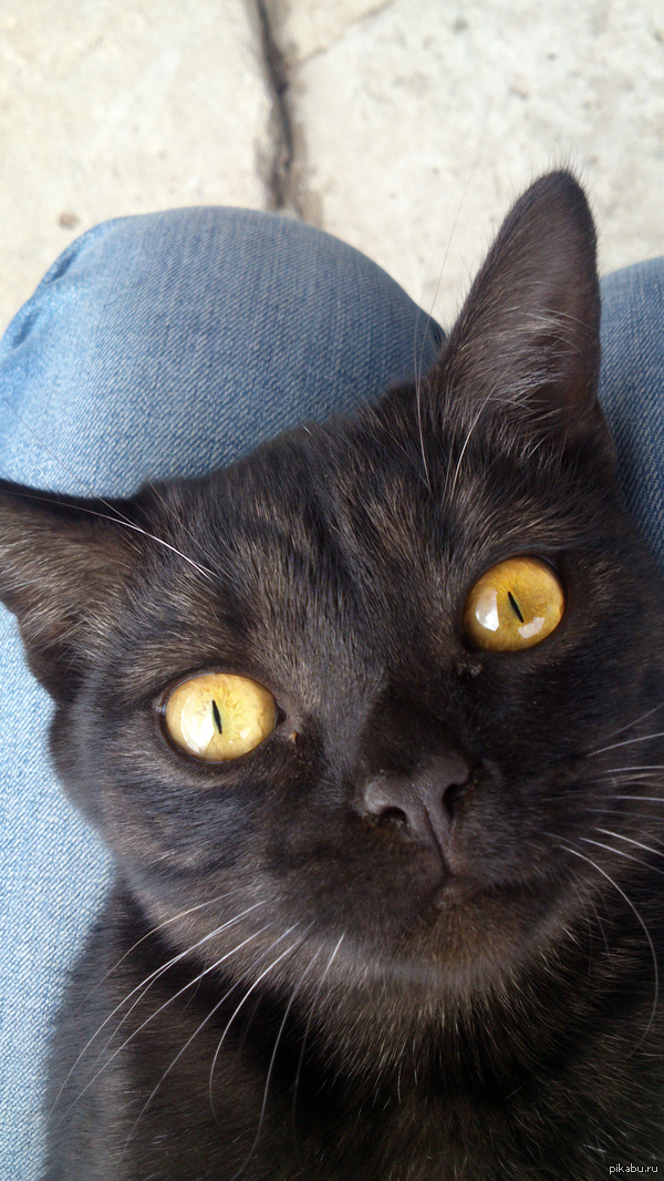 Ко мне пришла котейка