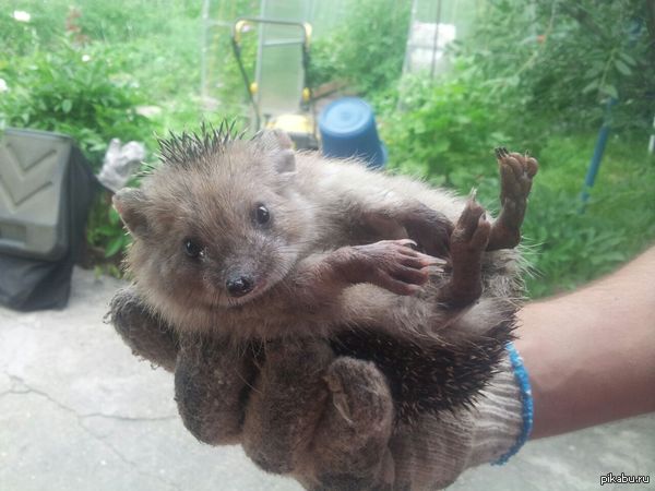 Ёж обыкновенный, кличка Блинчик