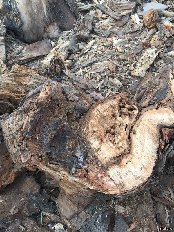 Кум пилил бензопилой старую липу на дрова, а внутри оказалась Ф1, вызвали саперов , обезвредили все пучком. С ВОВ залипла в стволе.