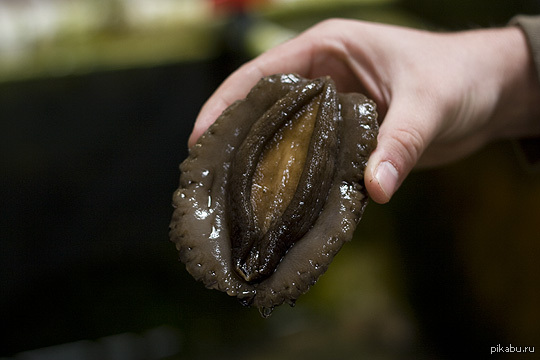 Nothing special, just a sea snail from Tasmania - NSFW, Snail, Imagination, Strawberry