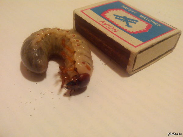 ������� �������� ����, ��� ��������?...��� ��� ����?