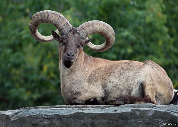 Дагестанский тур