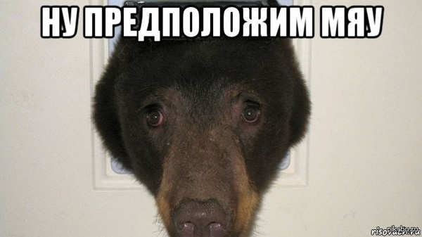 Медведь решил, что он кот | Пикабу