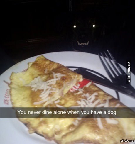 Ты никогда не будешь обедать один, если у тебя есть собака