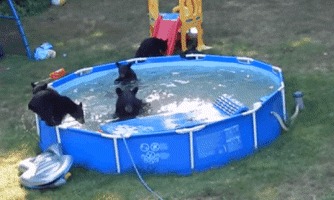 Медведи проникли в чужой бассейн 