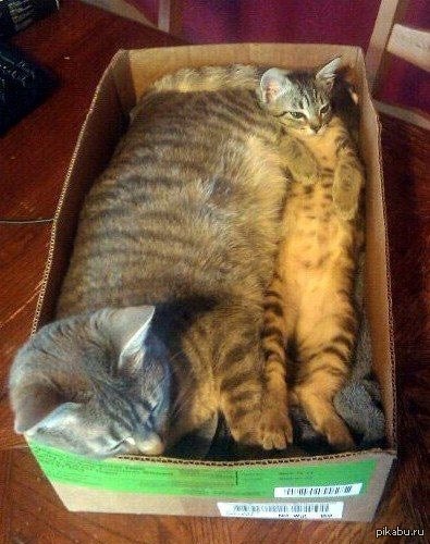 Мама прививает котенку любовь к коробочкам :3 