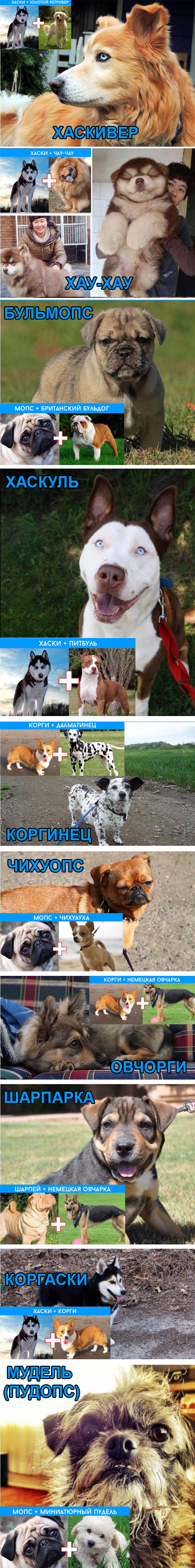 The results of crossbreeding dogs. - Longpost, Dog, Breed, Stubbornness